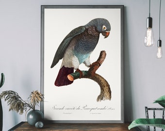 impression d'art vintage perroquet gris, illustration d'oiseau antique, affiche d'oiseau tropical, art mural perroquet