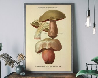 Champignons Mushroom Botanical Illustration Art Print | Vintage Hand-Drawn Mushroom | Farmhouse Decor
