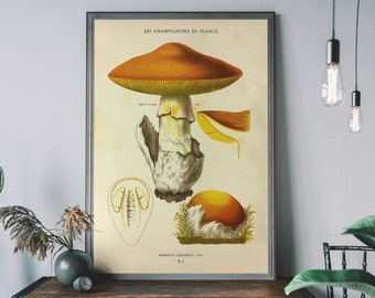 Champignons Mushroom Vintage Botanical Illustration Art Print | Hand-Drawn Mushroom | Farmhouse Decor