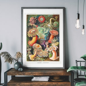 Vintage Ernst Haeckel Seeanemonen Print - Ozean Wand Kunst, Nautische Dekoration, Wissenschaftliche Illustration Poster