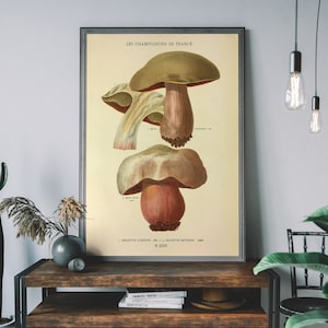 Champignons Mushroom Botanical Illustration Art Print | Vintage Hand-Drawn Mushroom | Farmhouse Decor