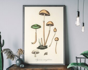 Vintage Mushroom Botanical Illustration Art Print – Hand-Drawn Mushroom Fungi Poster, Nature Wall Decor