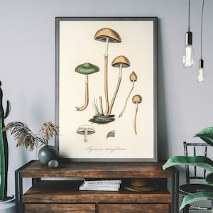 Vintage Mushroom Botanical Illustration Art Print – Hand-Drawn Mushroom Fungi Poster, Nature Wall Decor