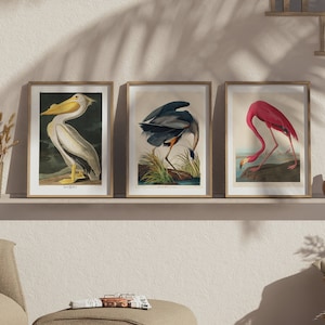 Vintage Bird Wall Art Bundle, Flamingo, Heron, Pelican Gallery Wall, Birds of America Decor, Antique Bird Illustration, John Audubon Poster
