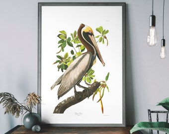 Brown Pelican Vintage Art Print – John Audubon Poster, Antique Bird Illustration, Birds of America Wall Decor