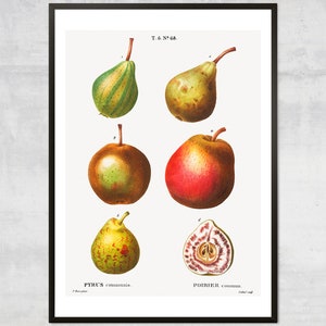 Vintage fruit poster, Lithograph print, Antique botanical, Minimal Kitchen wall decor