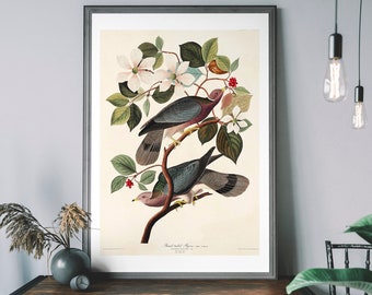 Pigeon Vintage Art Print, Birds of America Decor, Antique Bird Illustration, John Audubon Poster