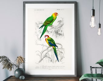 Può includere: Illustrazione vintage di due pappagalli su un ramo. Il pappagallo in alto è verde con accenti gialli e rossi. Il pappagallo in basso è rosso, giallo e verde. L'illustrazione è su uno sfondo bianco con dettagli neri e grigi.