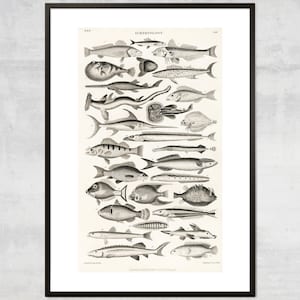 Vintage Fish art print, Antique Ocean diagram Wall art, Victorian Art Illustration