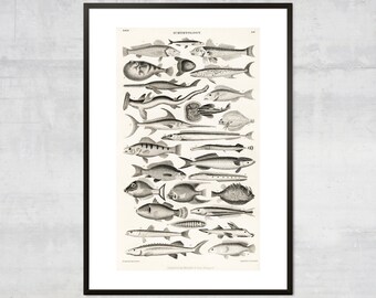 Vintage fiskkonsttryck, antikt havsdiagram, väggkonst, viktoriansk konstillustration