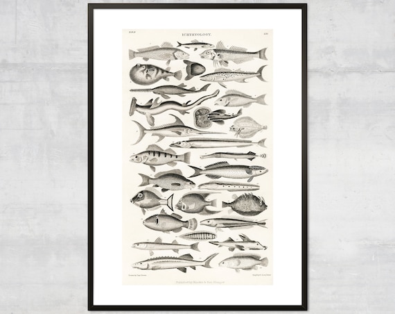 Vintage Fish Art Print, Antique Ocean Diagram Wall Art, Victorian