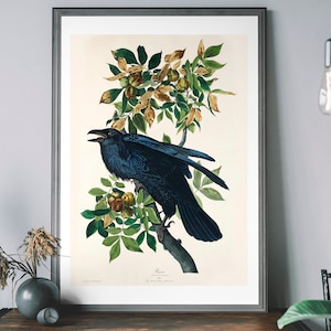 Raven Vintage Art Print, Birds of America Decor, Antique Bird Illustration, John Audubon Poster