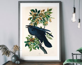 Audubon Raven Print — Antique Birds of America Art
