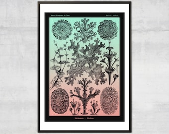 Vintage Sealife Art Print – Abstract Marine Life Illustration, Antique Lichens Poster, Coastal Wall Decor
