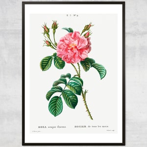 May include: A vintage botanical illustration of a pink Rosa semper florens rose with green leaves and thorns. The text "ROSA semper florens" and "ROSIER de tous les mois" is printed below the image.