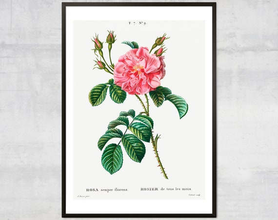 Vintage Rose Print – Botanical Diagram, Lithograph Art, Antique Plant Print, Minimal Wall Decor
