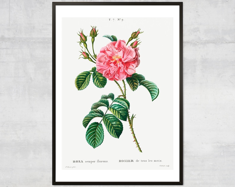 May include: A vintage botanical illustration of a pink Rosa semper florens rose with green leaves and thorns. The text "ROSA semper florens" and "ROSIER de tous les mois" is printed below the image.