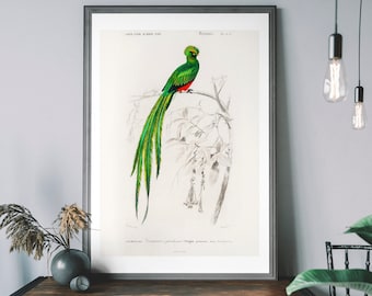 May include: A vintage illustration of a Resplendent Quetzal, a bird with a long, green tail and a red breast, perched on a branch. The illustration is in black and white with hand-painted details of green, red, and yellow.