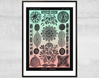Vintage corals art print, Antique Ocean diagram Wall art, Victorian Art Illustration