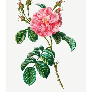 May include: A botanical illustration of a pink Rosa semper florens flower with green leaves and thorns. The text "T. 7. N&ordm; 9. ROSA semper florens. ROSIER de tous les mois. Gabrid sculp P. Dessa pina" is printed below the image.