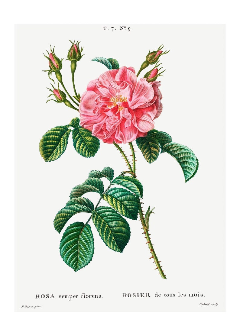 May include: A botanical illustration of a pink Rosa semper florens flower with green leaves and thorns. The text "T. 7. N&ordm; 9. ROSA semper florens. ROSIER de tous les mois. Gabrid sculp P. Dessa pina" is printed below the image.