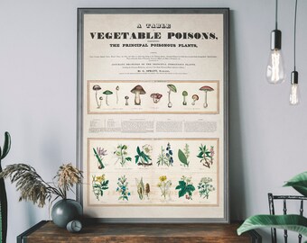 Vintage Poison Chart Art Print, Antique Botanical Home Decor, Mushroom Cottagecore Decor