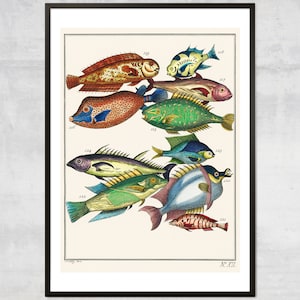 Vintage Fish Art Print – Antique Fishing Diagram Wall Art, Sea Life Illustration