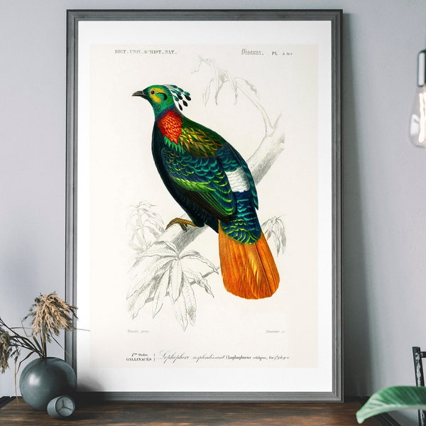 Pheasant Vintage Art Print, Birds of America Decor, Colourful Antique Bird Illustration, John Audubon Poster, British Birds