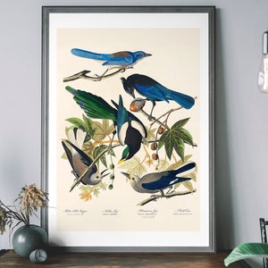 Magpie, Jay & Crow Vintage Art Print – Antique Bird Illustration, Audubon Poster, Birds of America Decor