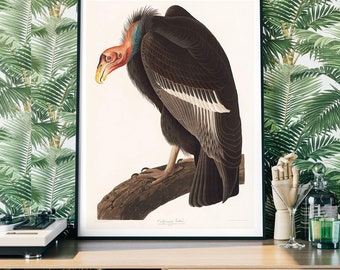 【リトグラフ】オーデュボン「アメリカの鳥類」NO.48 PL.236 単葉 初版 オーデュボンの鳥: 『アメリカの鳥類』セレクション | ジョン