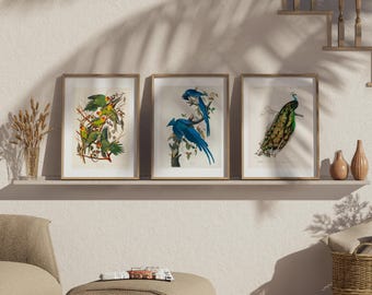 Puede incluir: Tres impresiones enmarcadas de ilustraciones de aves vintage. La primera impresión presenta un grupo de loros verdes y amarillos. La segunda impresión muestra un arrendajo azul con cola larga. La tercera impresión representa un pavo real con plumas verdes y azules.