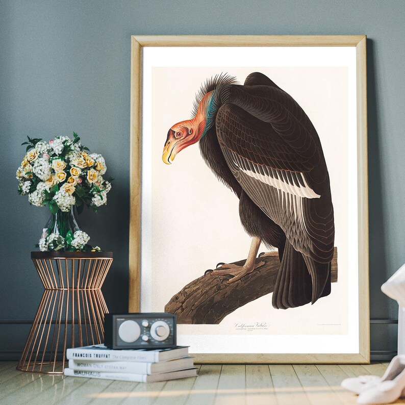 Audubon Vulture Art Print – Vintage Bird Illustration, Birds of America ...
