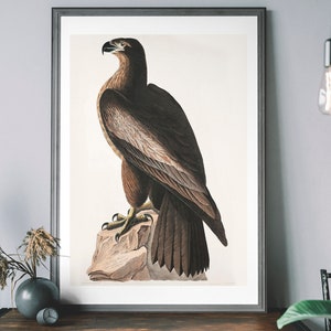 American Eagle Art Print, Birds of America Decor, Antique Bird Of Prey Illustration, John Audubon Poster