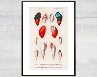 Vintage Mollusk Print, Sea Shells Wall Art, Nautical Decor, Minimal Coastal Wall Decor