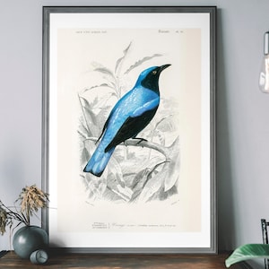 Blue Drongo Vintage Bird Art Print – Audubon Poster, Antique Tropical Illustration, Birds of America Decor
