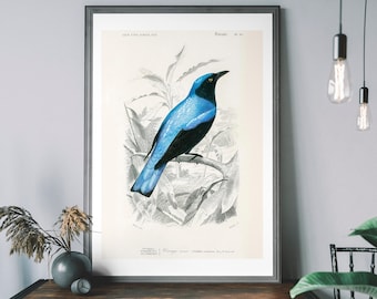 Blauwe drongo vintage vogelkunstprint – Audubon-poster, antieke tropische illustratie, decor Birds of America