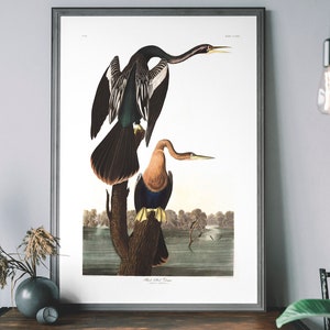 Black-Bellied Darter Vintage Art Print – Audubon Poster, 19th Century Bird Illustration, Birds of America Decor