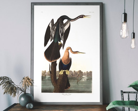 Black-Bellied Darter Vintage Art Print – Audubon Poster, 19th Century Bird Illustration, Birds of America Decor
