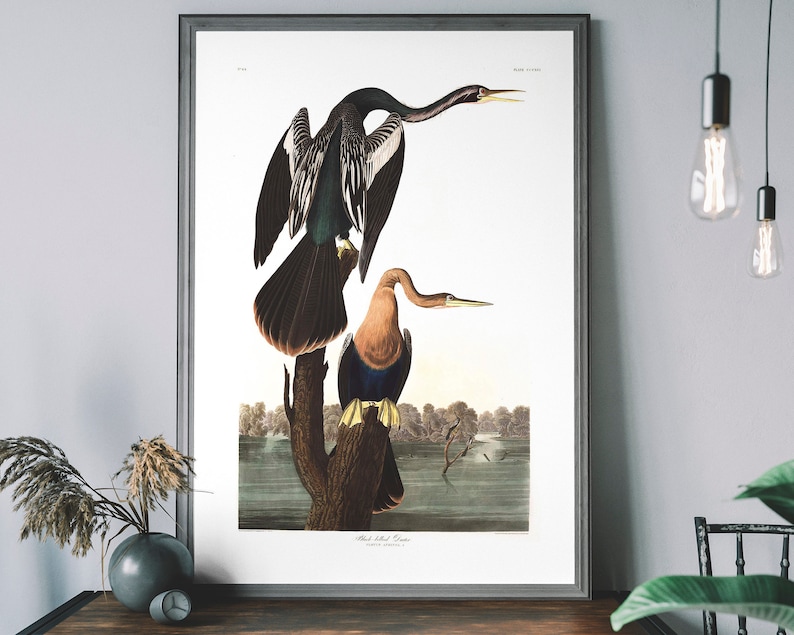 Pu&ograve; includere: Un'illustrazione vintage di due uccelli anhinga appollaiati su un ramo. Gli uccelli sono raffigurati in uno stile realistico con piume e segni dettagliati. Lo sfondo &egrave; di un verde e un blu tenui, che suggeriscono un ambiente acquatico.