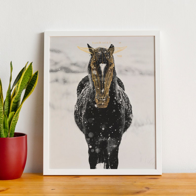 May include: A black horse with a white star on its forehead stands in a snowy field. The horse is looking directly at the camera. The image is in a white frame.