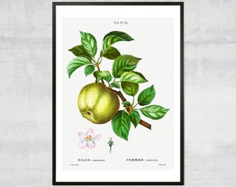 Vintage apple poster, Lithograph print, Antique botanical, Fruit diagram, Minimal wall decor