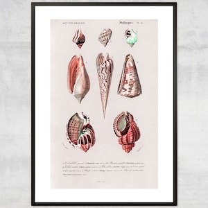 Vintage Mollusk Print, Sea Shells Wall Art, Nautical Decor, Minimal Coastal Wall Decor