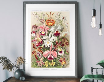 Impressão de arte de flores vintage, arte de parede de orquídea, decoração botânica antiga, pôster de arte floral