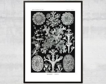 Vintage Sealife Print – Abstract Marine Life Illustration, Antique Lichens Poster, Nautical Wall Art