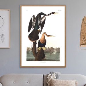 Pu&ograve; includere: Un'illustrazione vintage di due uccelli anhinga neri e marroni appollaiati su un ramo d'albero. Gli uccelli hanno colli lunghi e becchi affilati. L'illustrazione &egrave; ambientata sullo sfondo di un lago e alberi.