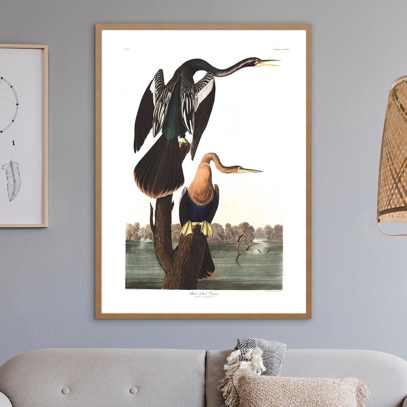 Pu&ograve; includere: Un'illustrazione vintage di due uccelli anhinga neri e marroni appollaiati su un ramo d'albero. Gli uccelli hanno colli lunghi e becchi affilati. L'illustrazione &egrave; ambientata sullo sfondo di un lago e alberi.