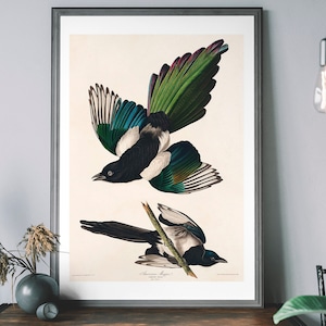 Stampa di un dipinto antico di Gazza - Poster artistico di Uccelli d'America, illustrazione di uccelli d'epoca, decorazione classica della natura