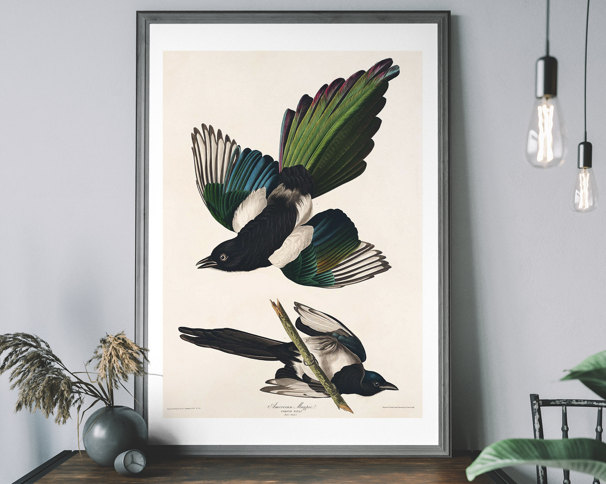 カササギのアンティーク絵画プリント – アメリカの鳥のアートポスター