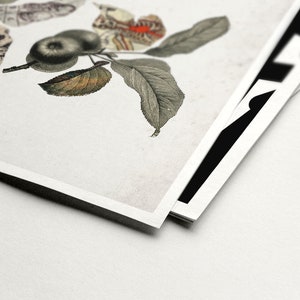 May include: A vintage botanical illustration of a branch with green leaves, two small green apples, and two butterflies. The butterflies are black, white, and red.