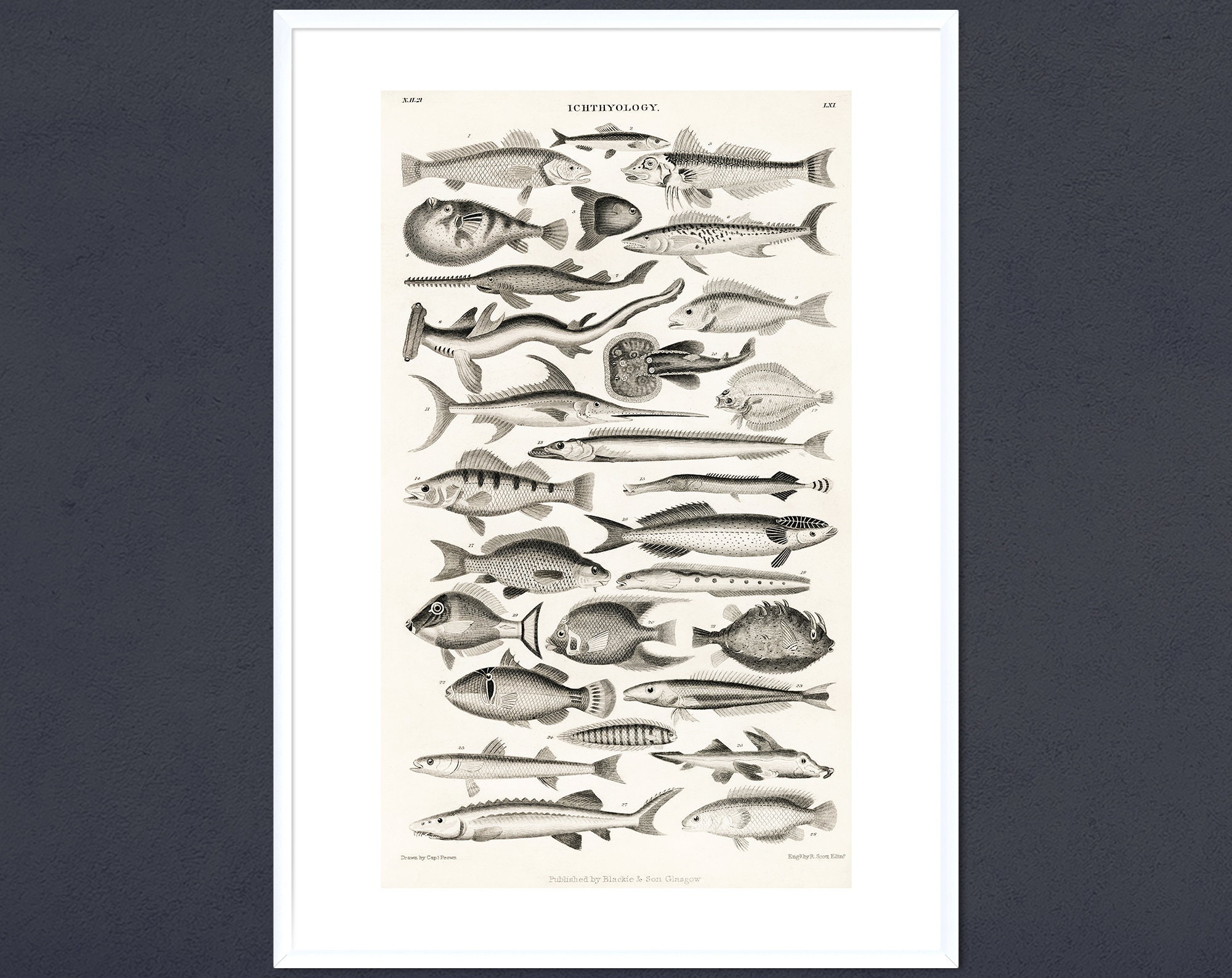 Vintage Fish Art Print, Antique Ocean Diagram Wall Art, Victorian Art ...